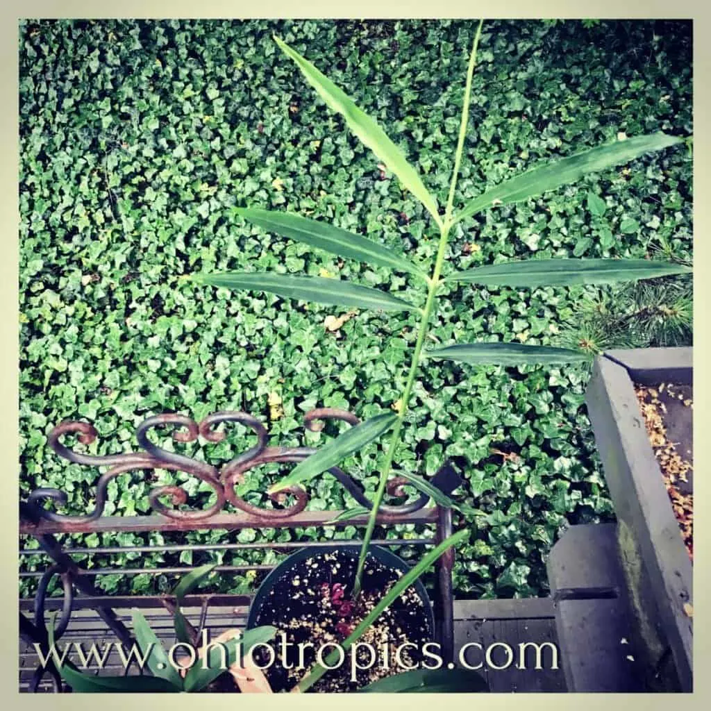 Growing ginger at home