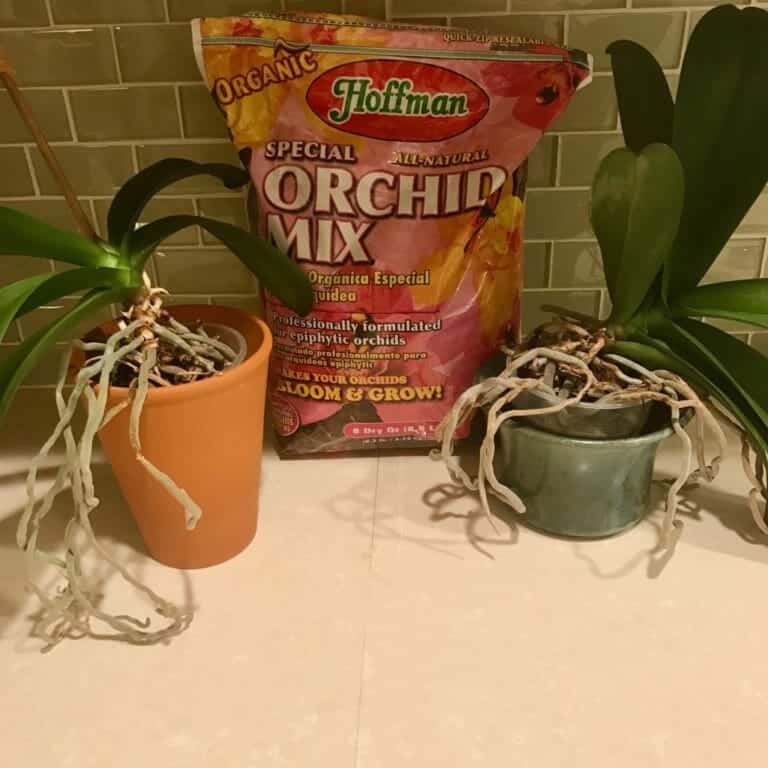 How to Repot an Orchid An Illustrated HowTo Guide