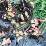 How to Grow, Harvest, Preserve Ginger Indoors: 4 Easy Steps how to grow ginger