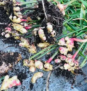 how to grow ginger