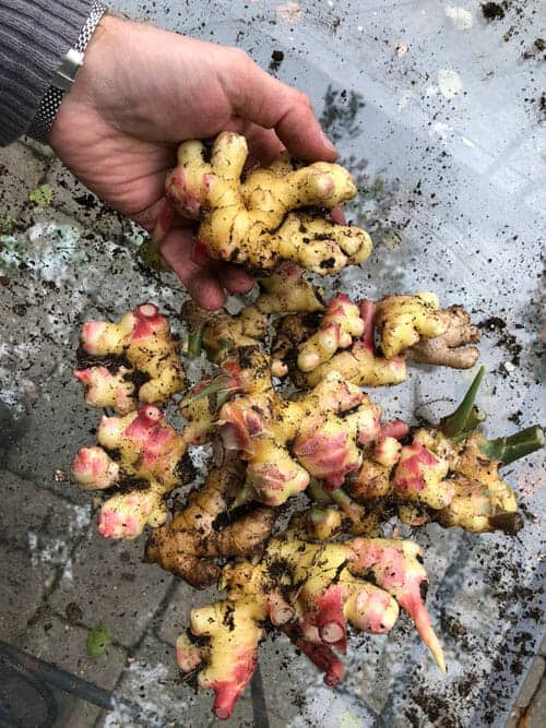 how to harvest ginger