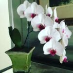 Growing Moth Orchids: Care, Watering, Reblooming and More Growing moth orchids