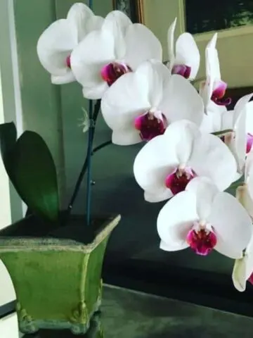 Growing moth orchids