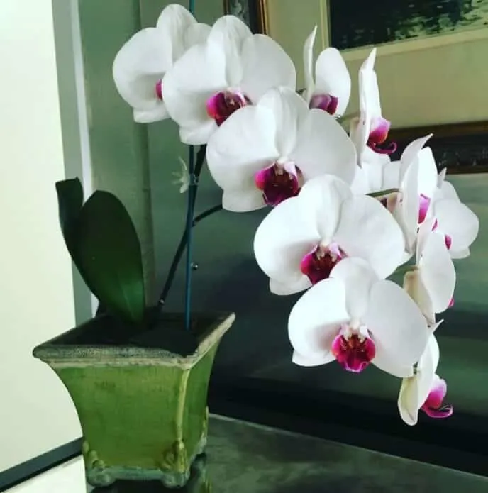 Growing moth orchids