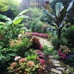 Banana Plant Care: Musa Basjoo and Ensete Vetricosum IMG_5750 2