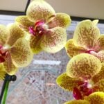Phalaenopsis Orchid Care: 7 Complete Tips for Success! orchid care