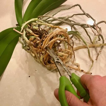 how to repot an orchid