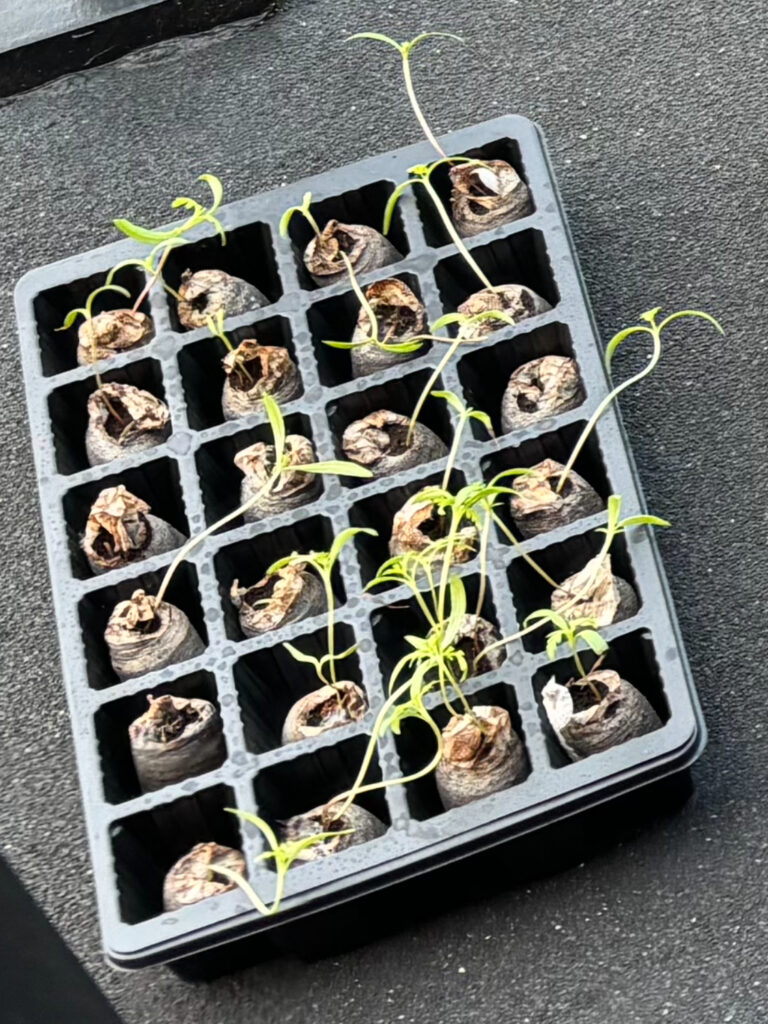 starting seedlings indoors
