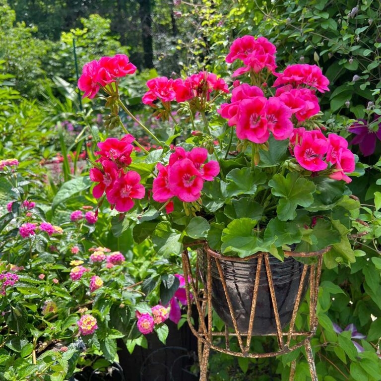 Overwintering Geraniums: 4 Simple Ways + How to Replant