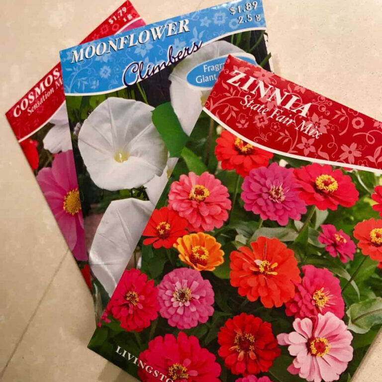 Starting Seeds Indoors for Your Garden: Tips For Success