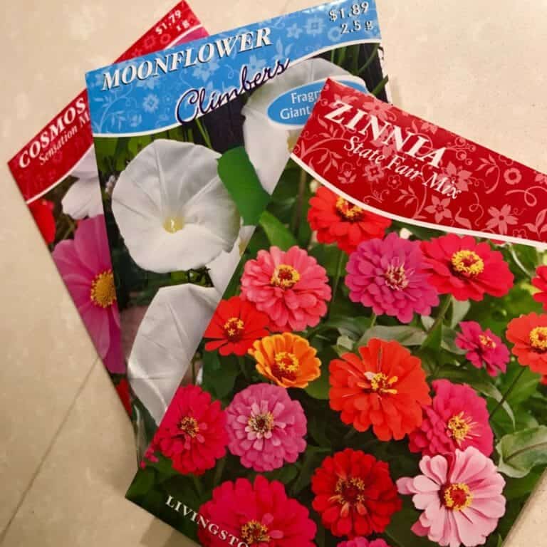 Waking Up Your Overwintered Geraniums