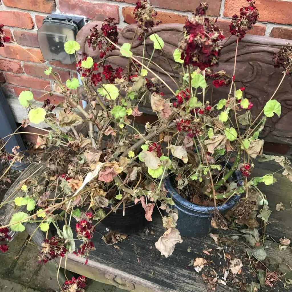 overwintering-geraniums-in-pots