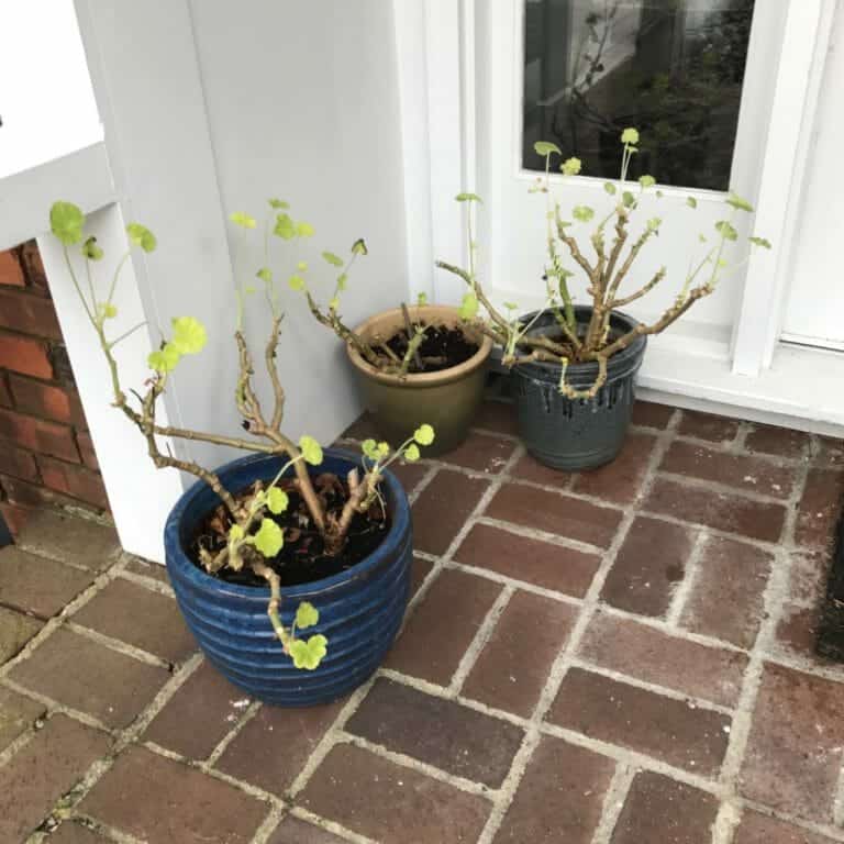 Overwintering Geraniums 4 Simple Ways + How to Replant