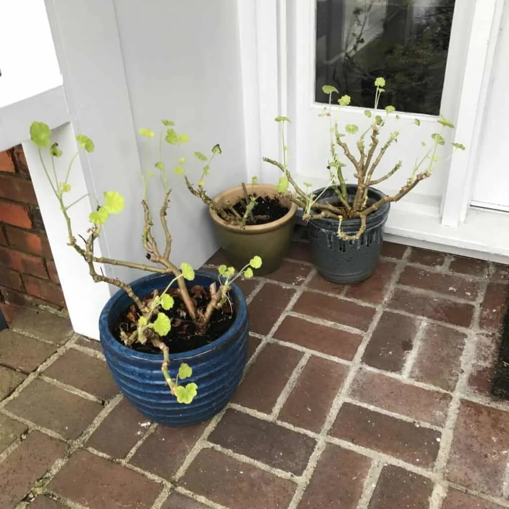 overwintering-geraniums-in-pots