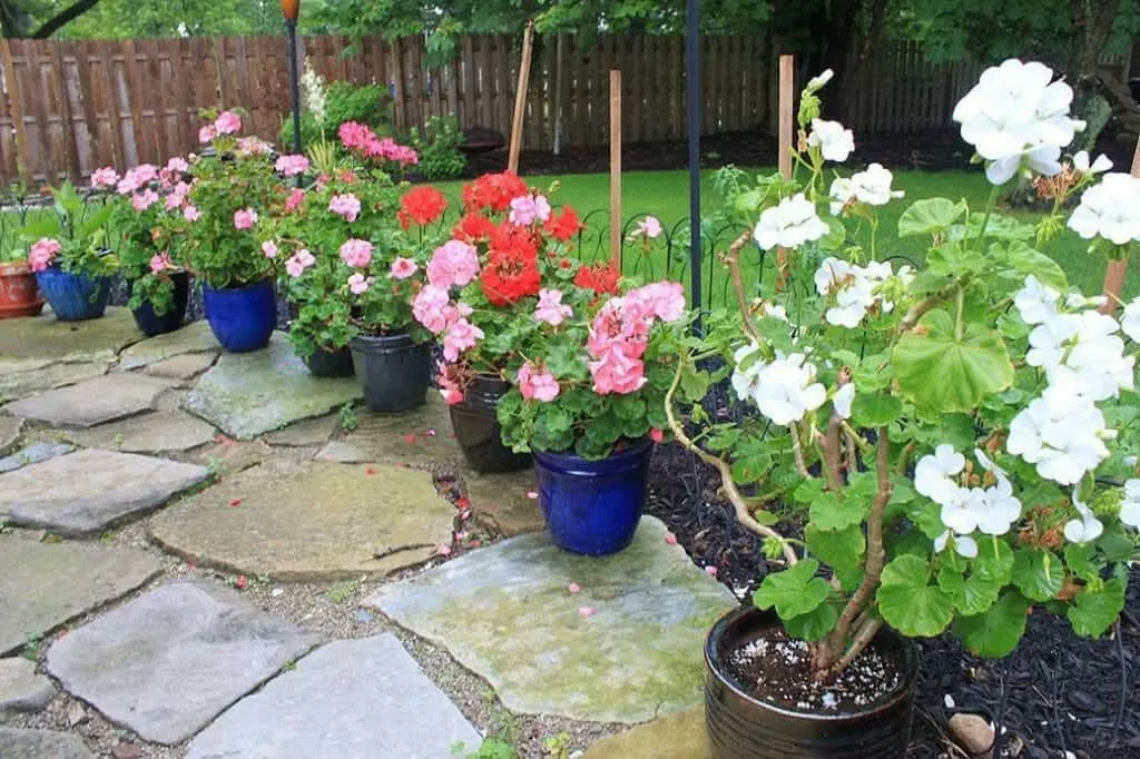 overwintering-geraniums-in-pots