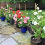 Overwintering Geraniums: 4 Simple Ways + How to Replant overwintering-geraniums-in-pots