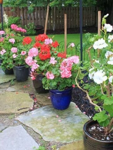 overwintering-geraniums-in-pots