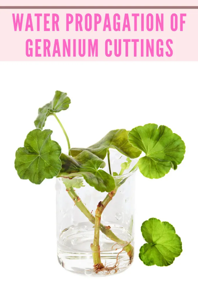 overwintering-geraniums-cuttings