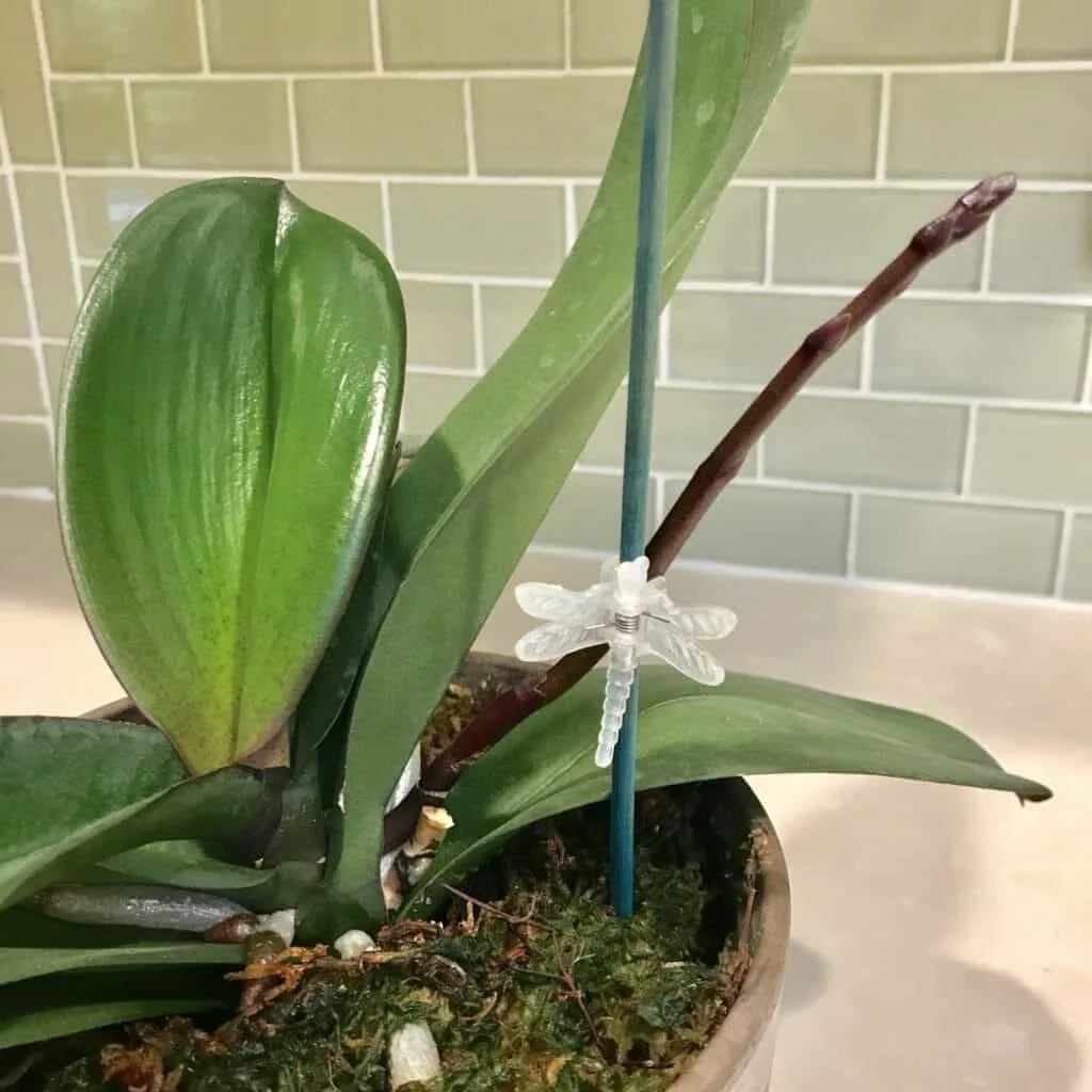 Moth Orchid Flower Spike