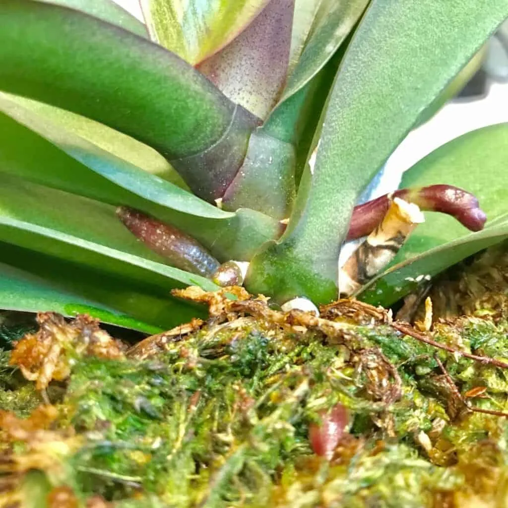 Moth orchid flower spike