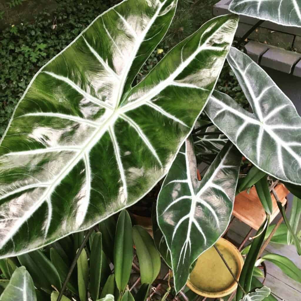 Alocasia