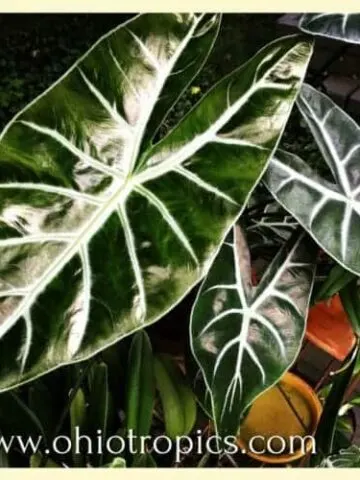Alocasia amazonica