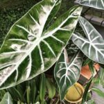How to Transition Houseplants Outdoors Without Burning Them when to put plants outside in spring