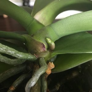 orchid root or spike