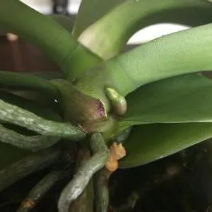 Orchid Flower Spike Or Root 1 Simple