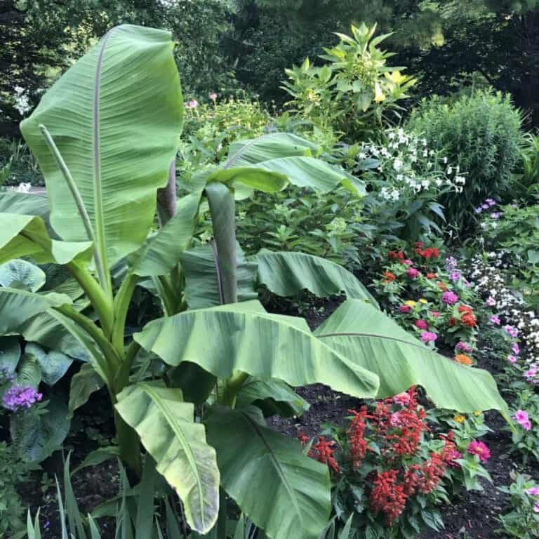 How Often Should I Water My Flower Garden? Important Tips