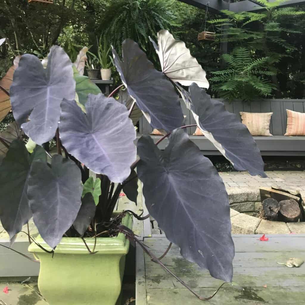 Colocasia esculenta, or elephant ears