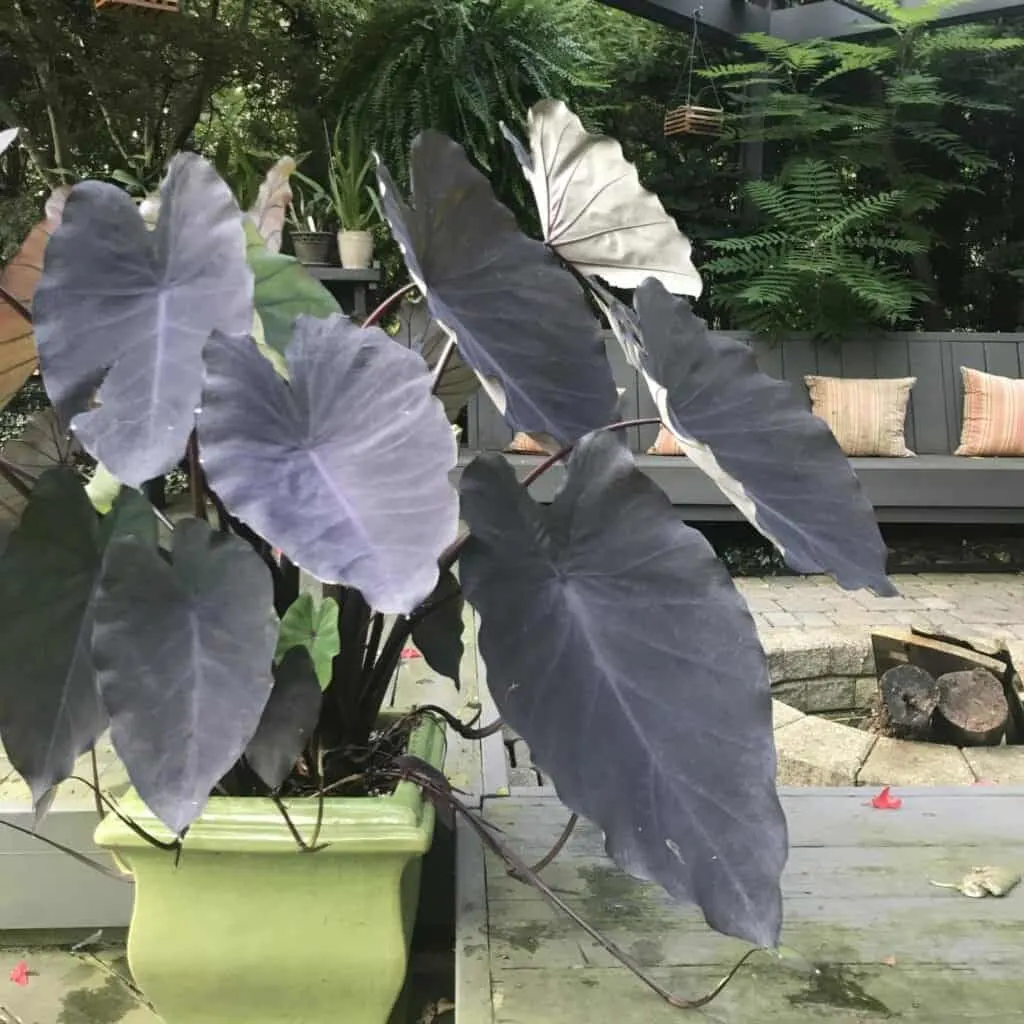 Colocasia esculenta, or elephant ears