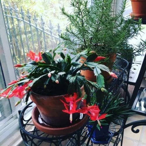 Christmas cactus