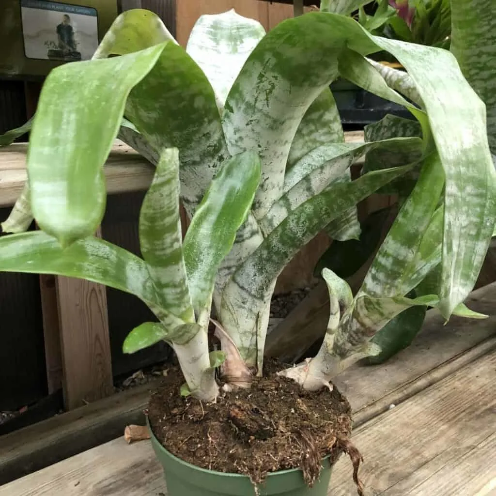 Bromeliads, Urn Plant, Aechmea fasciata