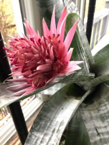 bromeliad care indoors