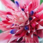 Bromeliad Care: What To Do After Your Bromeliad Blooms bromeliad care indoors