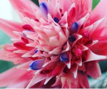 bromeliad care indoors