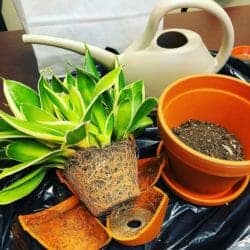 How to repot