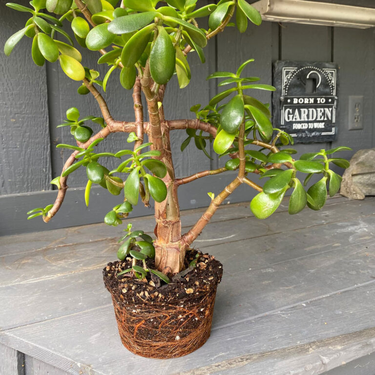 How to Repot your Houseplant