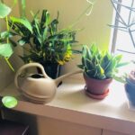 5 Top Myths on Watering Houseplants & Why They're Dangerous Watering houseplants