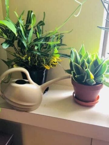 Watering houseplants