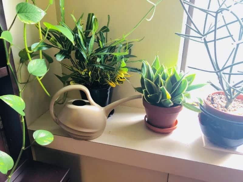 Watering houseplants