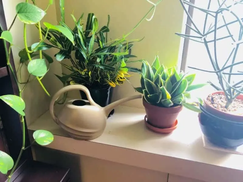 Watering houseplants