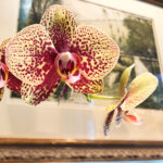 featured-orchid-care
