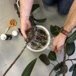 How to Propagate a Leggy Rubber Plant: Air Layering Air layering