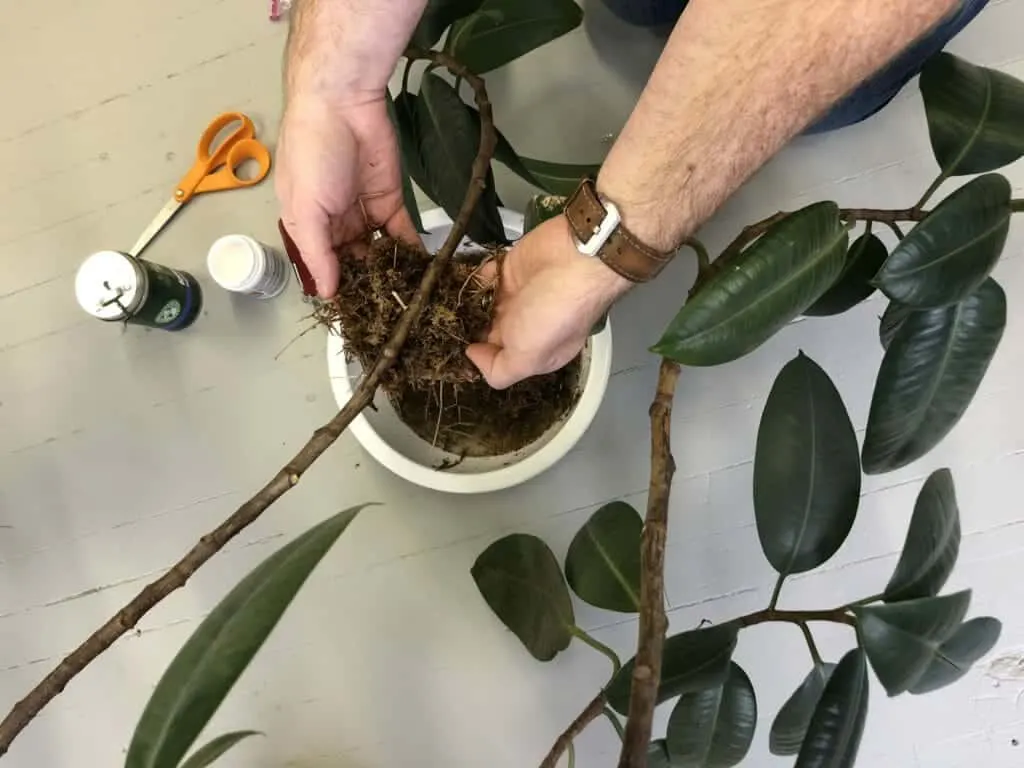 Air layering your houseplant