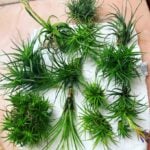 How Often to Mist Air Plants? The Answer May Surprise You Watering Tillandsias