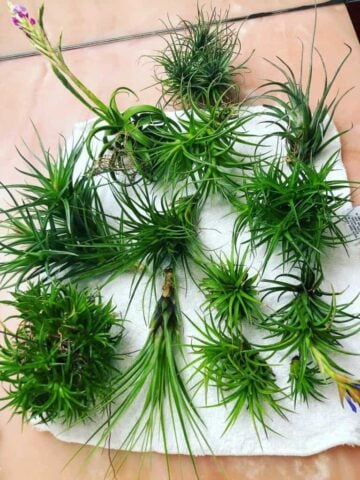 Watering Tillandsias