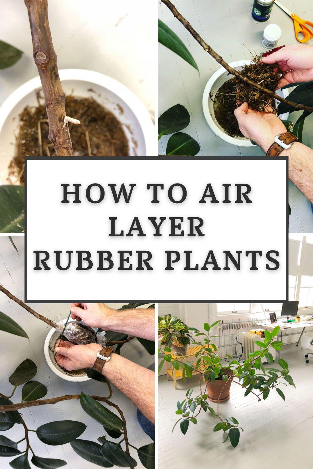 air-layering-rubber-plants