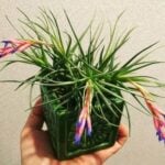 How to Grow Tillandsia: Complete Care Guide tillandsia